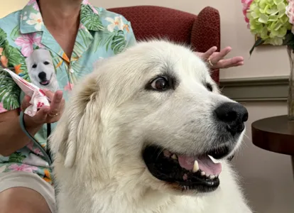 Therapy pet named Volunteer of the Year